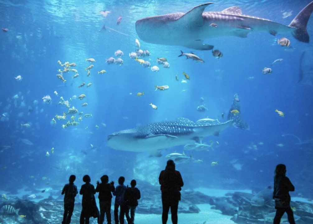 Thanks 🐋 <a href="/GeorgiaAquarium/">Georgia Aquarium</a> 🐬 for sponsoring the Games, we appreciate your support 👏🏻 👏🏻 ! #atlmaccabi2019 #wearejccmaccabi