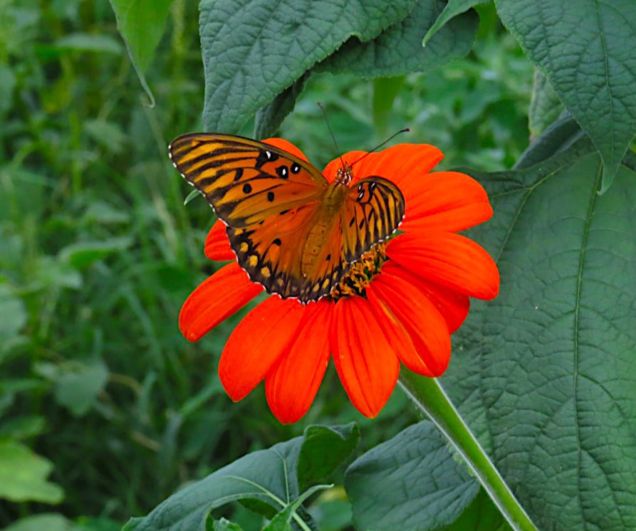 stanley lines (@slines) on Twitter photo Some quality butterfly time at the habitat this evening. #butterfly #butterflyhabitat #pollinatorgarden #pollinators #eatontonga @Tuckertown <a href="/GrayFeist/">Marcus Gray, CWB®</a> @jnp_mn <a href="/fluttrbyproject/">Flutterby Project</a> <a href="/MeadowInGarden/">Meadow In My Garden 🍃💚🍃</a> <a href="/WingedBeautyCom/">Jeff Zablow at Winged Beauty Butterflies Blog</a> Some quality butterfly time at the habitat this evening. #butterfly #butterflyhabitat #pollinatorgarden #pollinators #eatontonga @Tuckertown <a href="/GrayFeist/">Marcus Gray, CWB®</a> @jnp_mn <a href="/fluttrbyproject/">Flutterby Project</a> <a href="/MeadowInGarden/">Meadow In My Garden 🍃💚🍃</a> <a href="/WingedBeautyCom/">Jeff Zablow at Winged Beauty Butterflies Blog</a>
