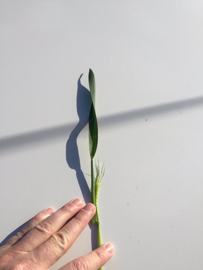 Kord sown 2nd May seems to be in a hurry.