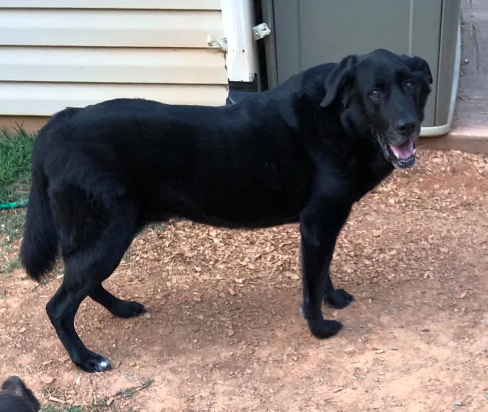 GCSPCA's tweet image. Our President’s ❤️ dog Hilo crossed the 🌈 today. We’ll miss you Boo 🐾🐾