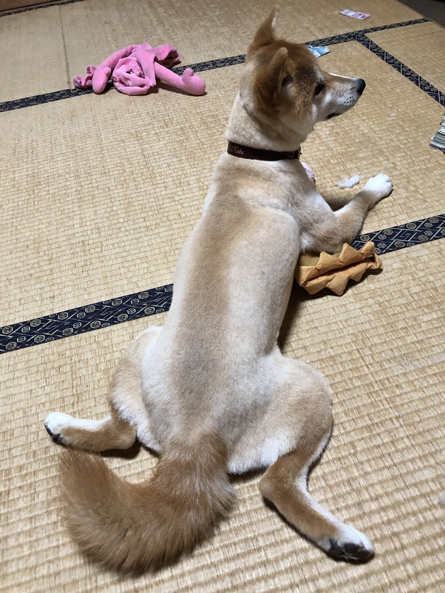 柴犬なつ 私のセクシー尾っぽを撮るなんて10年早いわよ 部屋散らかし放題 セクシーグラビア 100年に一度の逸材 柴犬を崇めよ いぬのきもち 夏の甲子園犬 T Co 2f6u9c7sue Twitter