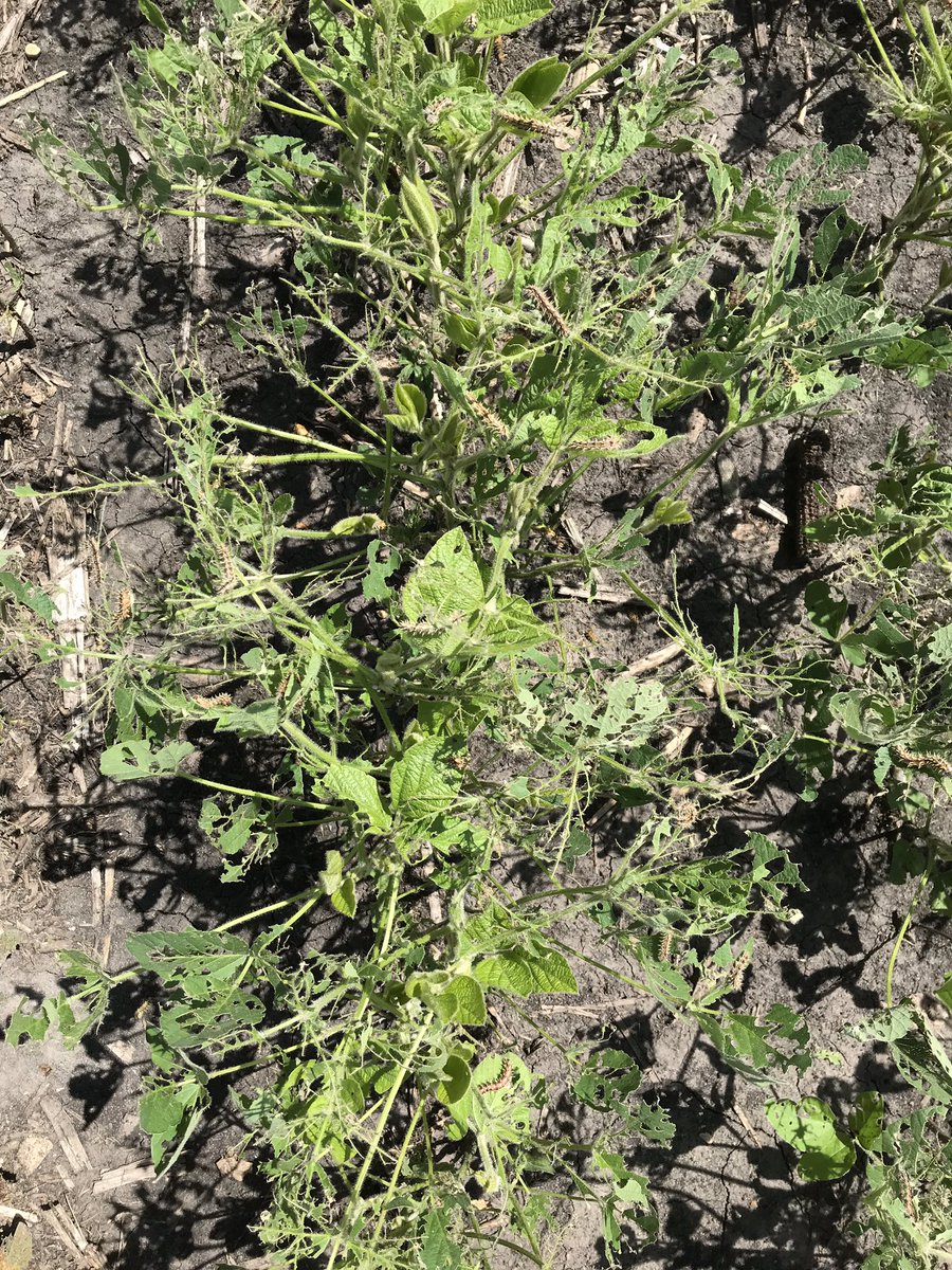 Looked at a lot of fields in the last week, but this is the first time I’ve seen this! #ISUCrops