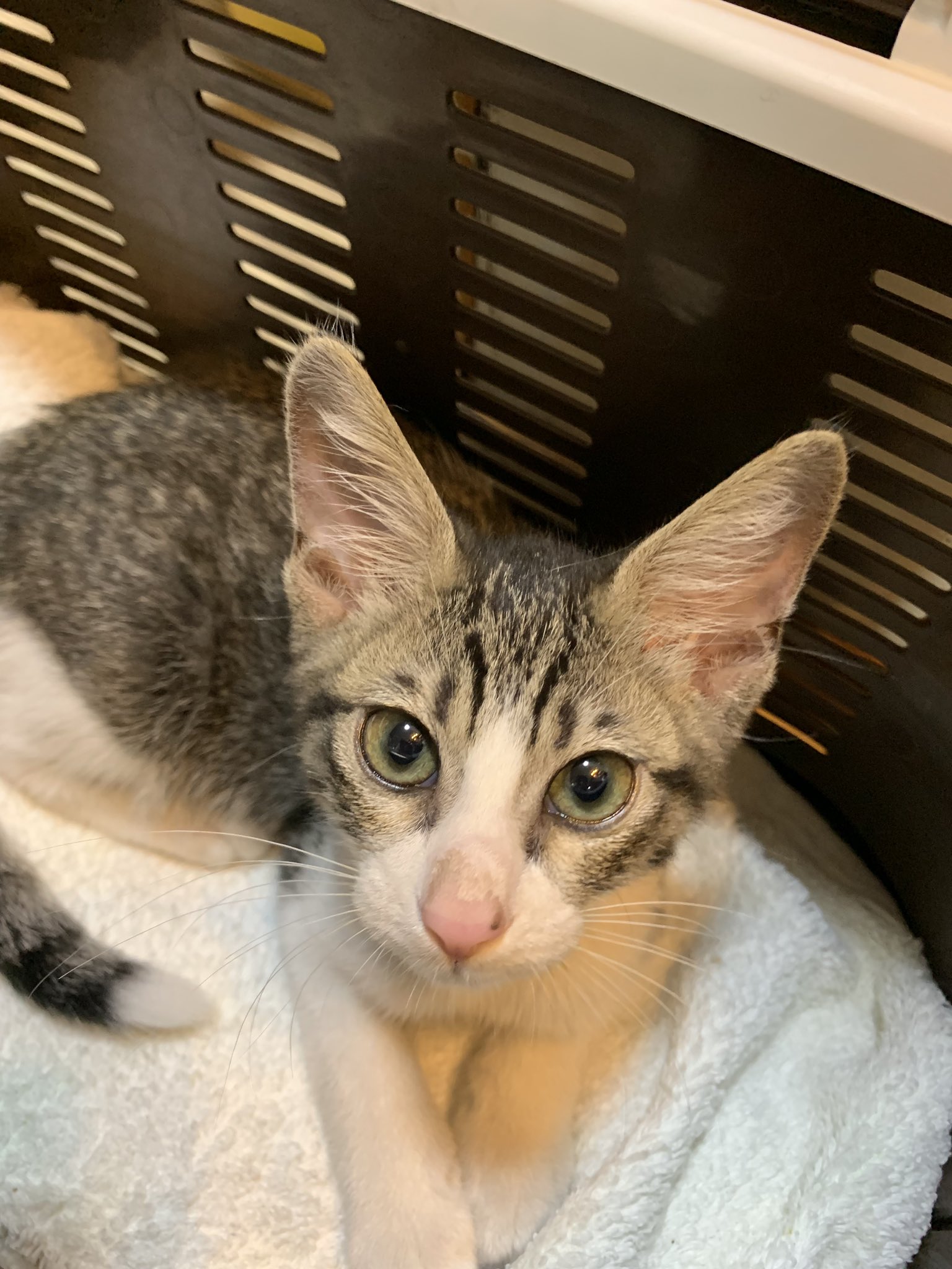 狭山市 猫カフェ Funnycat チンチラくん トライアル出発しました しあわせになるんだよ 保護猫 里親募集型猫カフェ Funnycat 子猫 成猫 個性的 かわいい トライアル ずっとのおうちへ 元気でね 狭山 埼玉 動物シリーズ名前 他にも