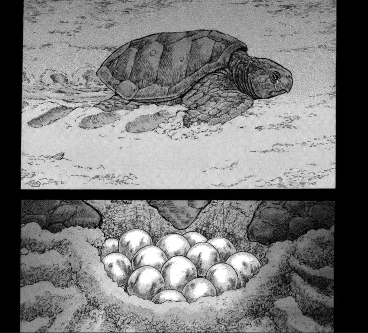 Fellas, you ever strip down to your fundoshi and watch a turtle lay eggs with all of your bros?