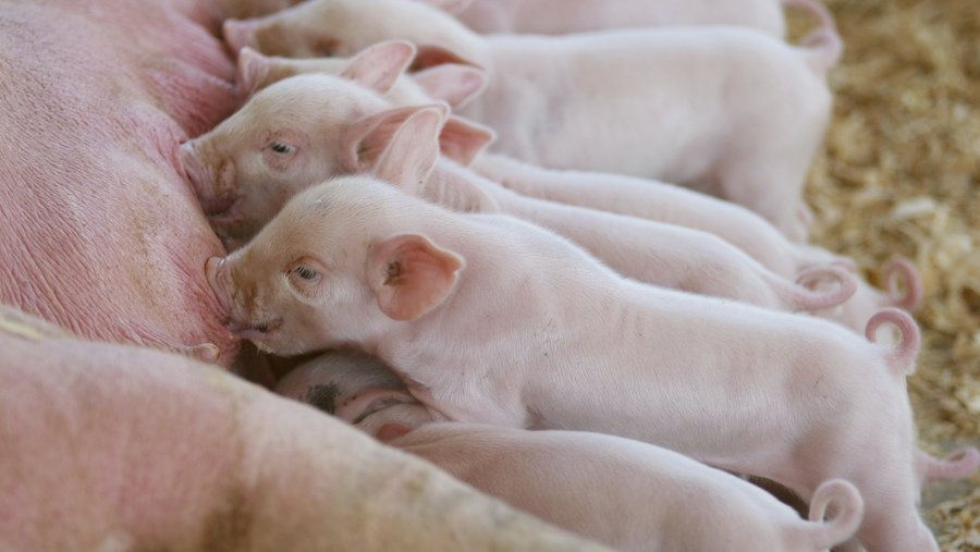 Alltech's tweet image. Can technology solve a billion-dollar crushing problem? Startup @SwineTechInc says it has the solution: alltech.com/podcast-blog/m…