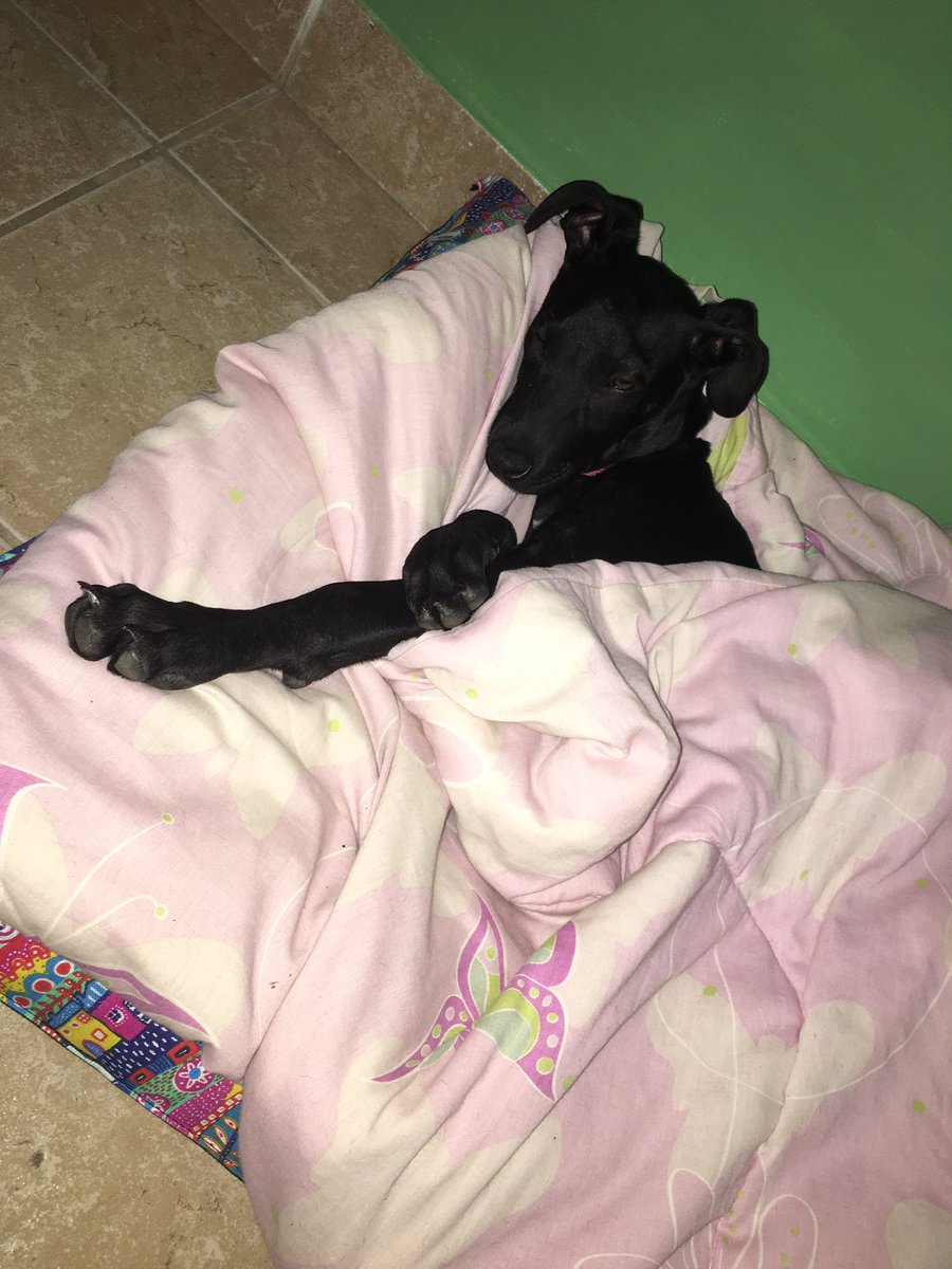 CamiAriosti's tweet photo. #AdoptaNoCompres ♥️🐶 https://t.co/Jq1kLFIzA2