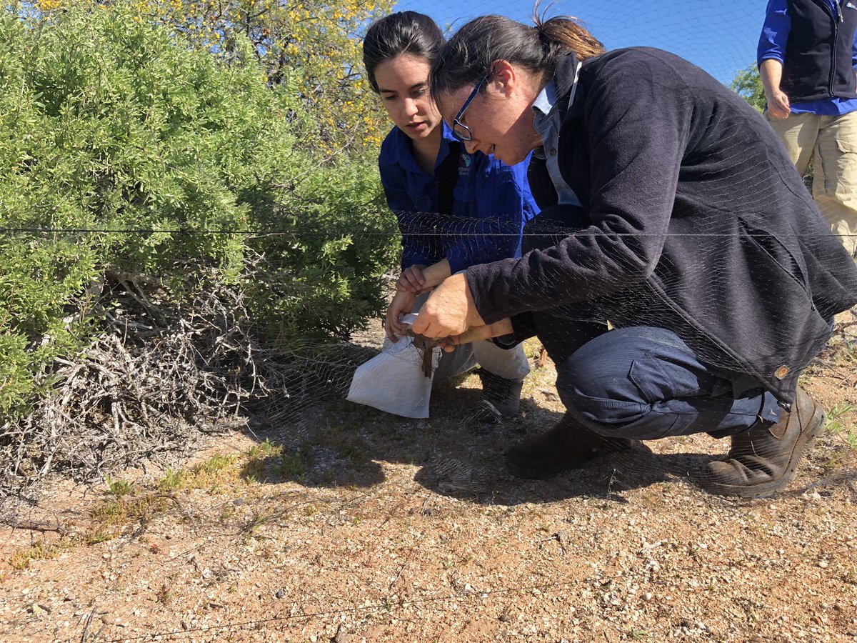 First western grasswren caught at Hamelin Station Reserve. Off to a good start with @AGibsonVega and @MichelleLHall6 @BushHeritageAus @Science_DBCA @BiolSci_UWA #wildoz #ausbirds