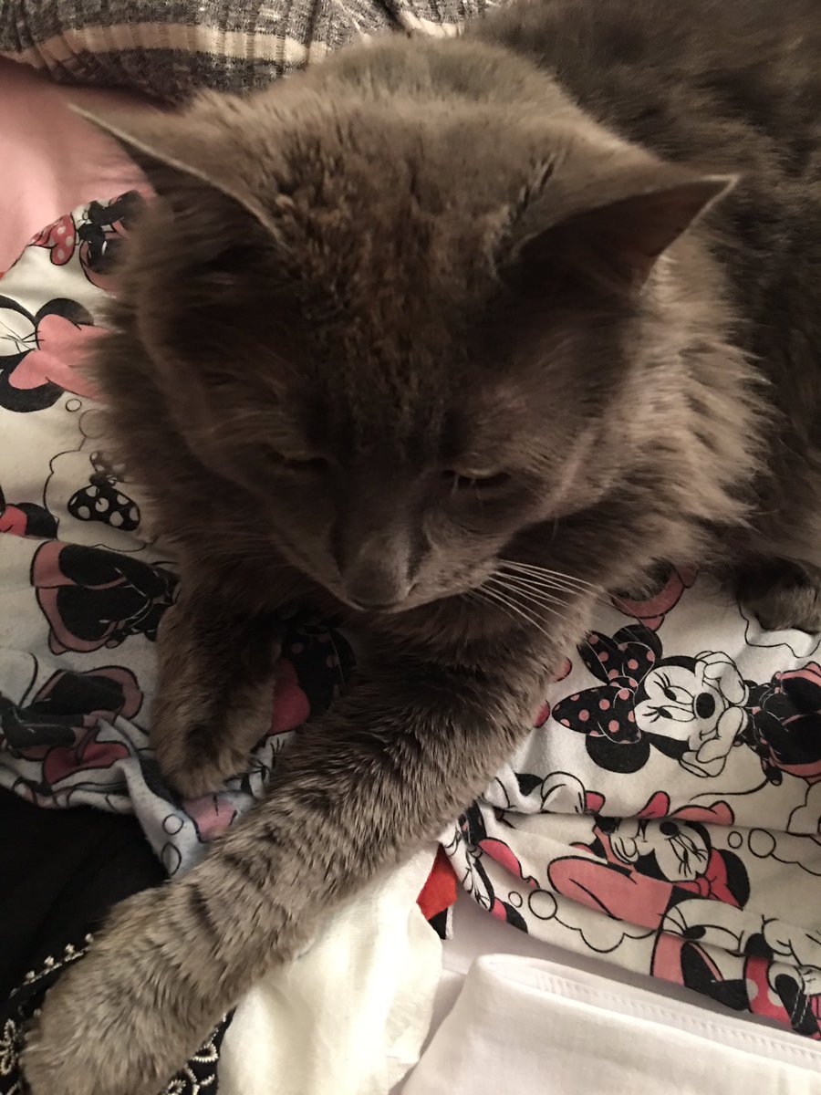 JoyfullyReviewd's tweet photo. Sooooo it begins #CatsOfTwitter #ineedtopack #rwa19 #youarentgoinganywherebish #killher #leaveallfuronherblackclothes #nebelungcat #icantseebutimstillNicktheDick https://t.co/eKQSOyfEzZ