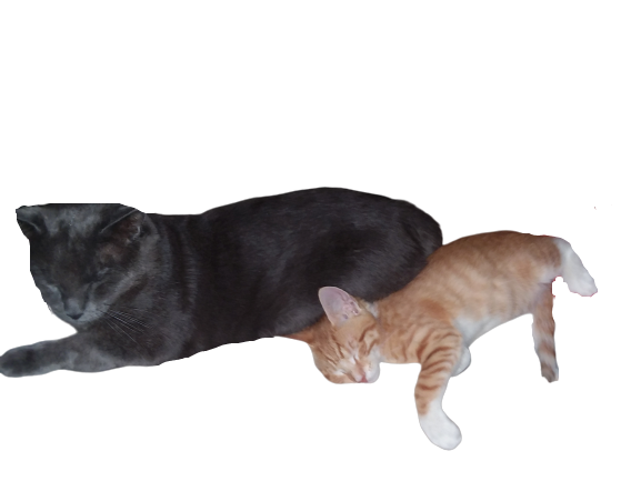 johnjamespa's tweet photo. Orange Kitties uncle is staying Neutral on this one. https://t.co/5GGrZ4fku2