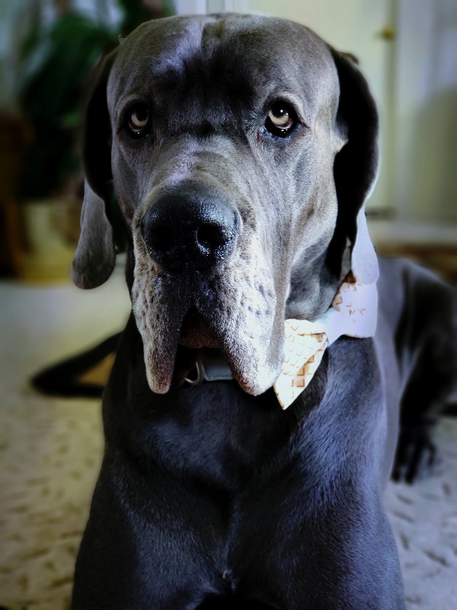FergusGreatDane's tweet photo. Hope it was a happy Monday, my wonderful furiends ♥️🐾
#anotherweekbegins
#mondays #positivevibes

Bow tie 🍦 from https://t.co/QAYHuAqi8O -use discount code BOSFERGUS15 🍦🍦🍦 #BOSPACKCO
@dog_rates @dogcelebration https://t.co/KORBMh5Toh