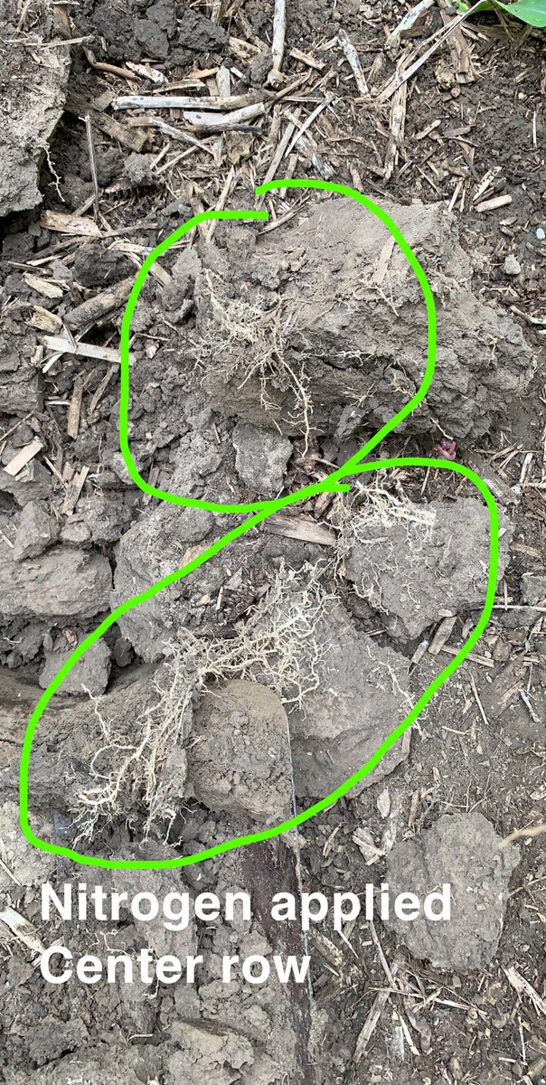 Bkitch1Bodie's tweet photo. As we learn more of a high management system, will we learn the value of y drops simply to retain energy. Roots follow moisture and food source. Was this energy that could have been better utilized. More questions than answers and itβs what keeps me driving for more #NextLevelAg https://t.co/OTBKRaWJJT