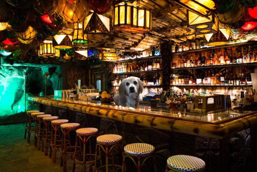 The tiki bar is open again for a limited time! Come on down relax have a drink and have fun! All fur pals welcome! #ZSHQ #RuffRidez #ifc