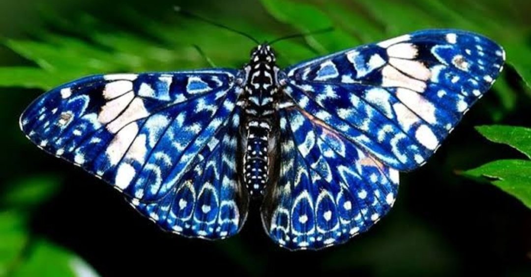 Бело голубые бабочки. Hamadryas amphinome. Бабочка Монарх синяя. Голубая бабочка с пятнами. Голубые Крылья бабочки.