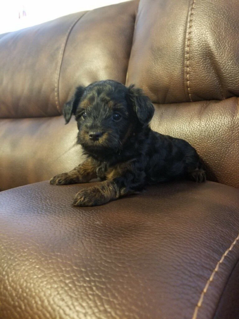 WrightKolton's tweet photo. @MikayleStites and I accidentally bought a dog 😬 https://t.co/QL4oAix9Ab