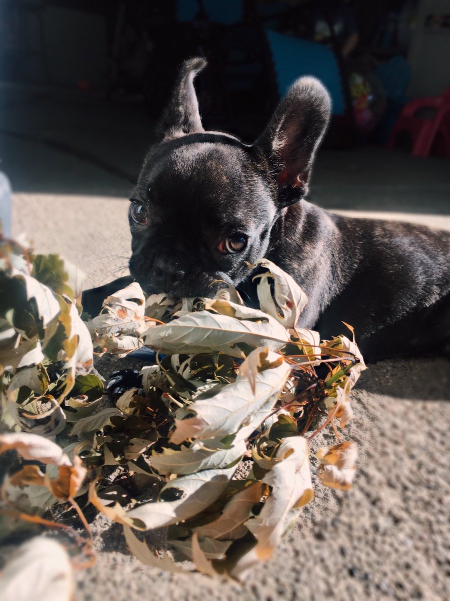 Guinevere ♥️#frenchbulldog #frenchie #frenchiefever #puppy