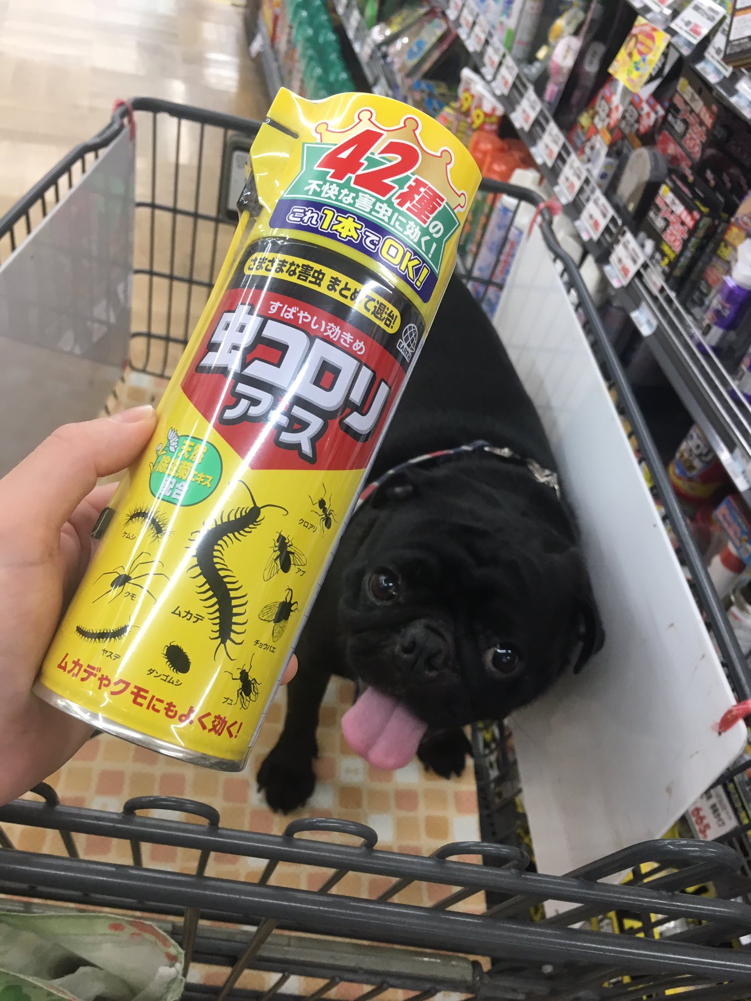 シバンムシ Twitter Search Twitter