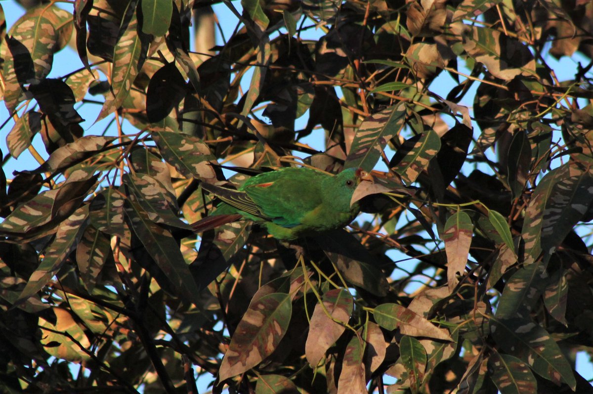 Roasty247's tweet image. I finally caught up with some #SwiftParrots this weekend after always being one step behind! These beauties were great fun to watch with their own quirky behaviours. @ParrotOfTheDay @teamswiftparrot I counted 54 in the end!  #YummyLerps
