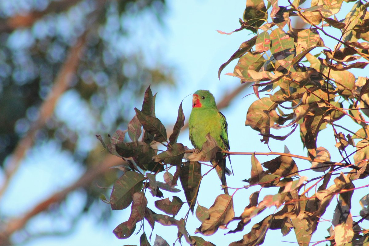 Roasty247's tweet image. I finally caught up with some #SwiftParrots this weekend after always being one step behind! These beauties were great fun to watch with their own quirky behaviours. @ParrotOfTheDay @teamswiftparrot I counted 54 in the end!  #YummyLerps