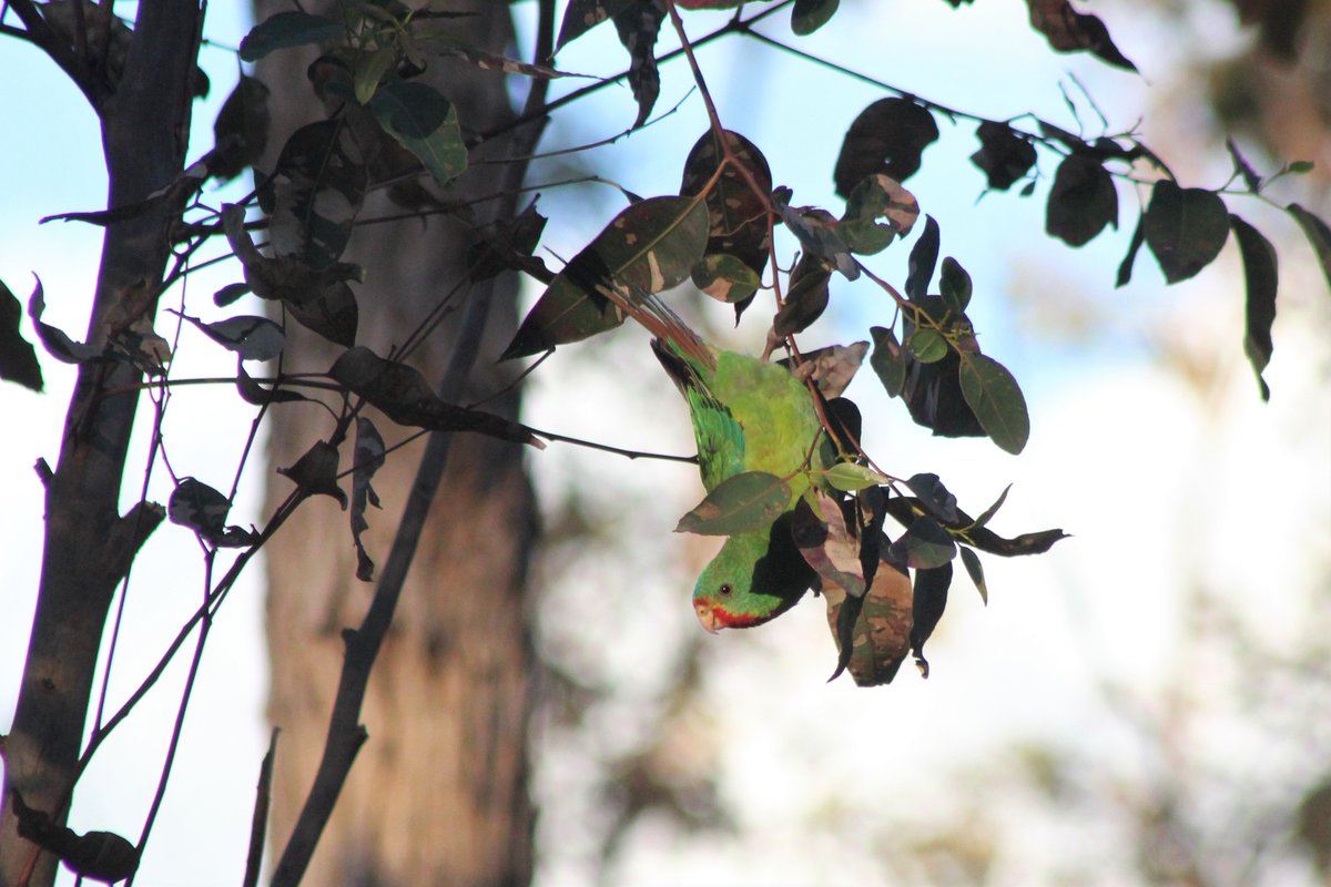 Roasty247's tweet image. I finally caught up with some #SwiftParrots this weekend after always being one step behind! These beauties were great fun to watch with their own quirky behaviours. @ParrotOfTheDay @teamswiftparrot I counted 54 in the end!  #YummyLerps