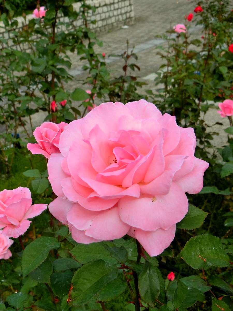 No Ka Auf Twitter 薔薇の名前 The Name Of The Rose Le Nom De La Rose クィーン エリザベス Queen Elizabeth 薔薇の名前 薔薇 バラ Roses 花 Flowers No Ka Auf Twitter 薔薇の名前 The Name Of The Rose Le Nom De La Rose クィーン エリザベス Queen Elizabeth 薔薇の名前 薔薇 バラ Roses 花 Flowers