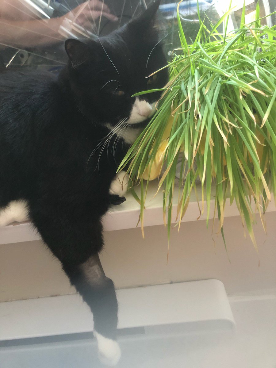 walterbigcat's tweet photo. I'll just sleep off those meds right here. https://t.co/EhrMsFDOEo