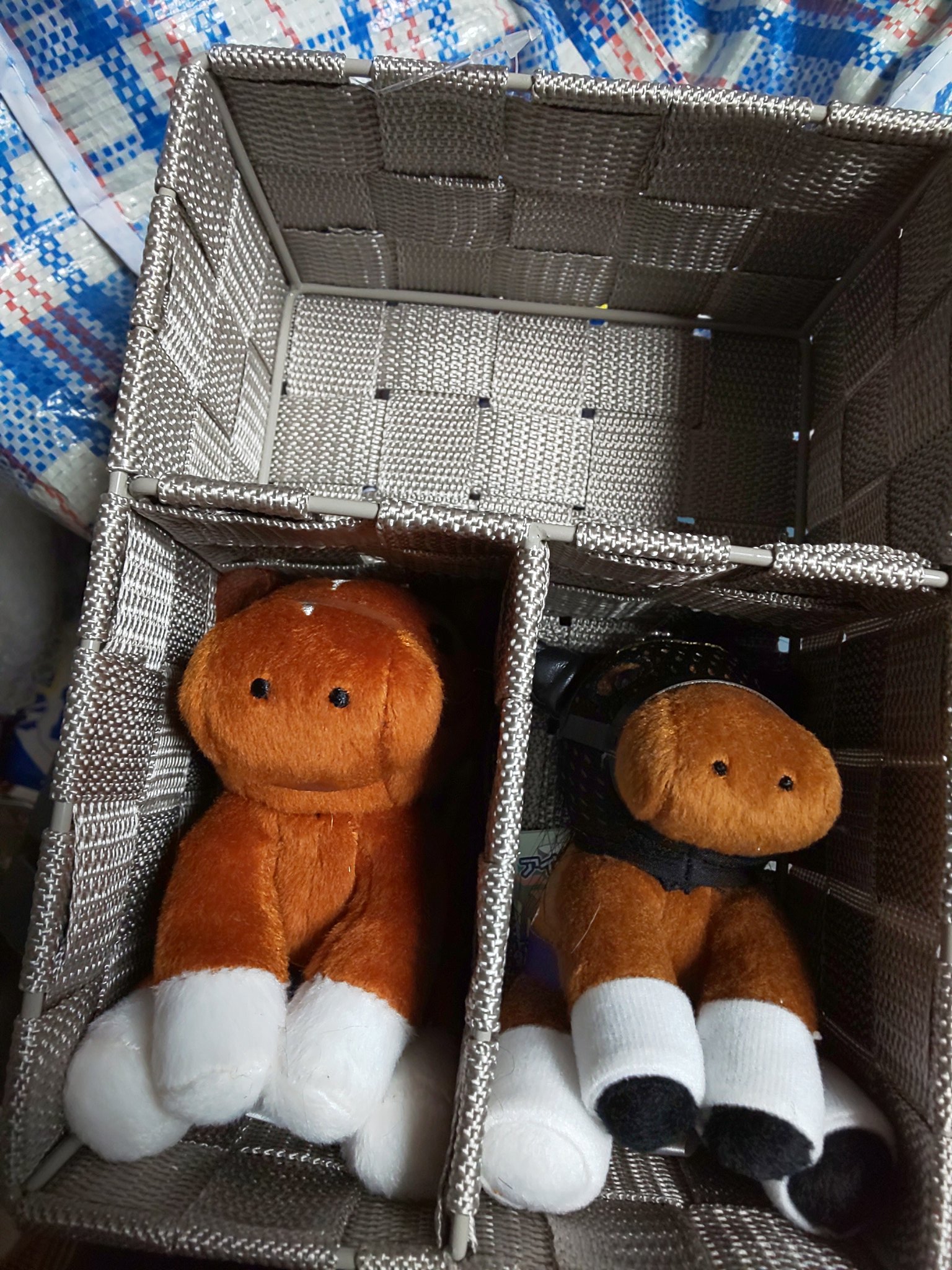 アイドルホースセレクション - Search / X