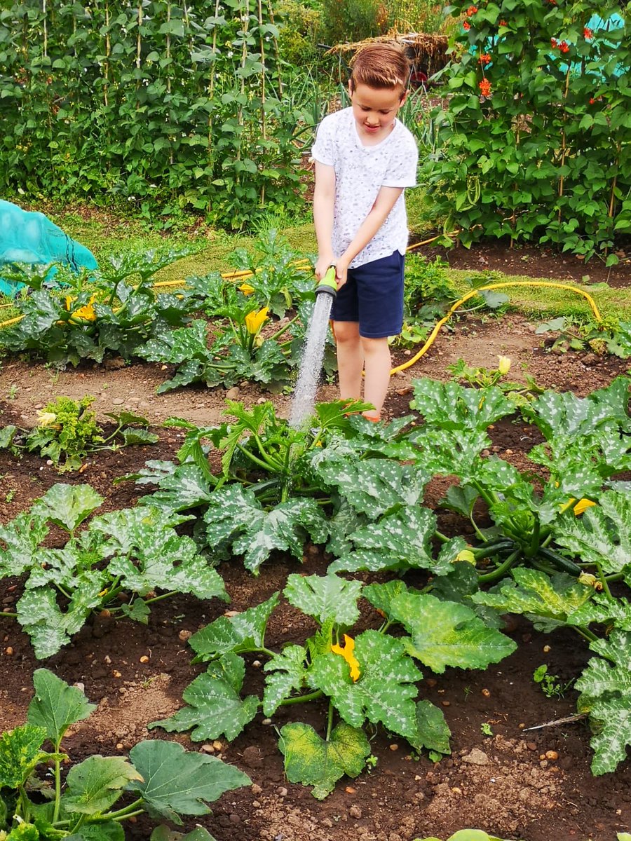 Steph_Clubb's tweet image. My best boy watering the allotment.. we&apos;ve picked nearly 2kg runner beans and French beans since Sunday..  courgettes are making up for the slow start. #plot16 #allotment