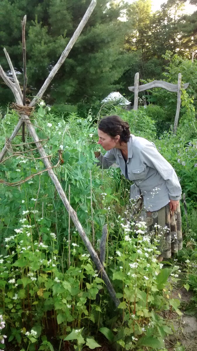 Sherry eating Piebird's “Pea Seeds for Peace” from our seed sharing — Join the peace here on the afternoon of August 4th for the 10th annual Piebird Picnic Garden Concert! piebird.org/picnic