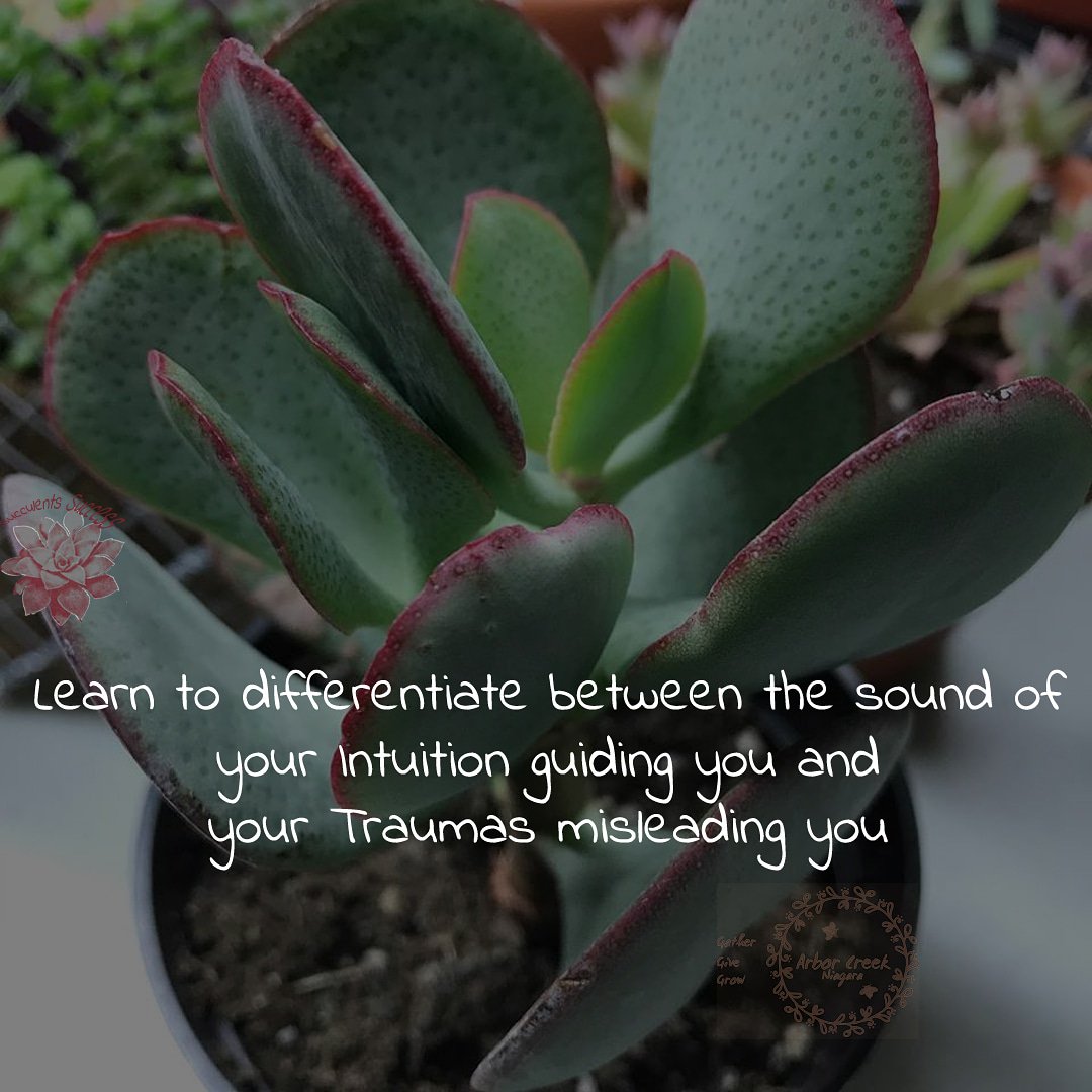 #learn to #differentiate #between the #sound of #your #Intuition #guiding #you and your #Traumas #misleading you #succulents #success #quotes @ArborCreekNiag - Like for more success - Follow us for more success quotes @SucculentsSucc1