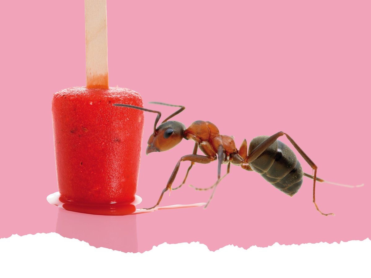 Superleuke localtip! Anna Kreffer neemt de kids van zes tot twaalf jaar mee op een insectenavontuur in de Nutstuin #zomervakantie > denhaag.com/nl/event/10490…