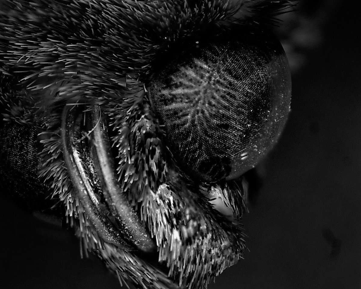 Spectrographic_'s tweet image. Moth analysis - shot taken using the Olympus SC50 camera!
Amazing
#moth #insects #science #microscopes #detail
