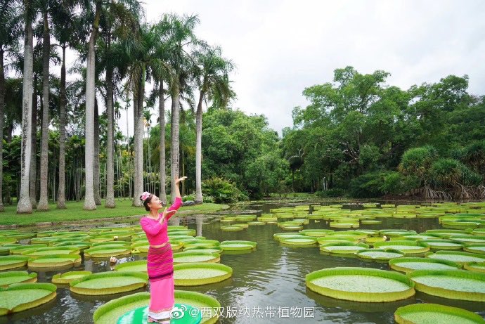 DiscoverBanna's tweet photo. Victoria regia is also known as the "Victoria of the Queen". The huge Victoria regia can bear nearly 70 kilograms of weight, just like riding a boat, it is well deserved of the reputation of "Queen of #Lotus".  (Picture by #Xishuangbanna Tropical #Botanical #Garden) #Yunnan https://t.co/MoH8p9uIHr