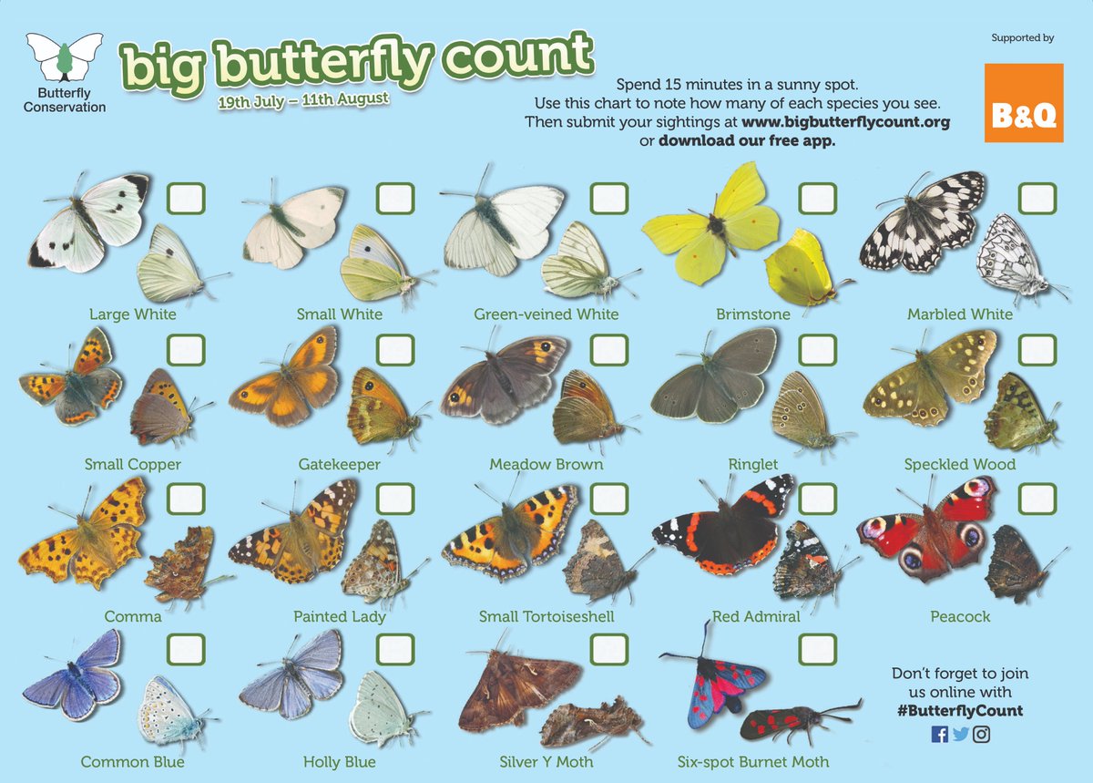 Butterfly Identification Chart