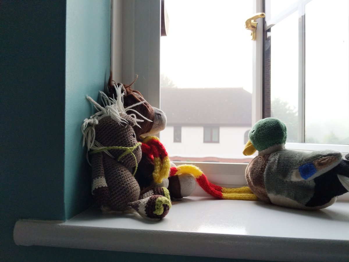 Hmm.. we've been back home for a few day now but not been able to get out much.  This morning @ReisePferdich , Zuppi and I, awoke to thick fog.. it's meant to be getting hot later so we're making the most of the cool!