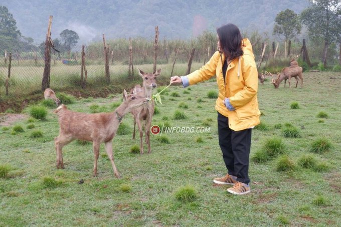 infobdg's tweet image. Wisata Bersama Anak ke Penangkaran Rusa di Bandung Raya bit.ly/2Evzige #wisataBDG