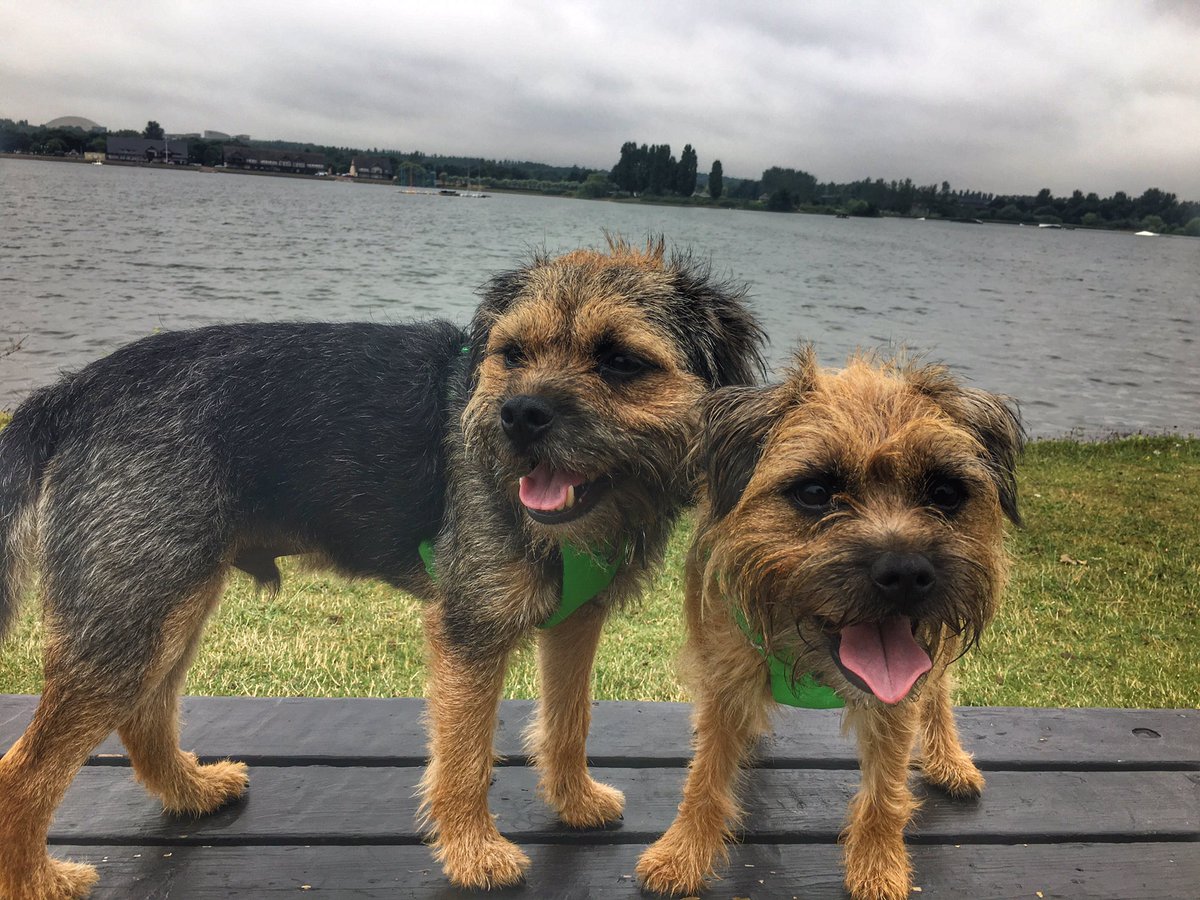 Do John Lewis Allow Dogs