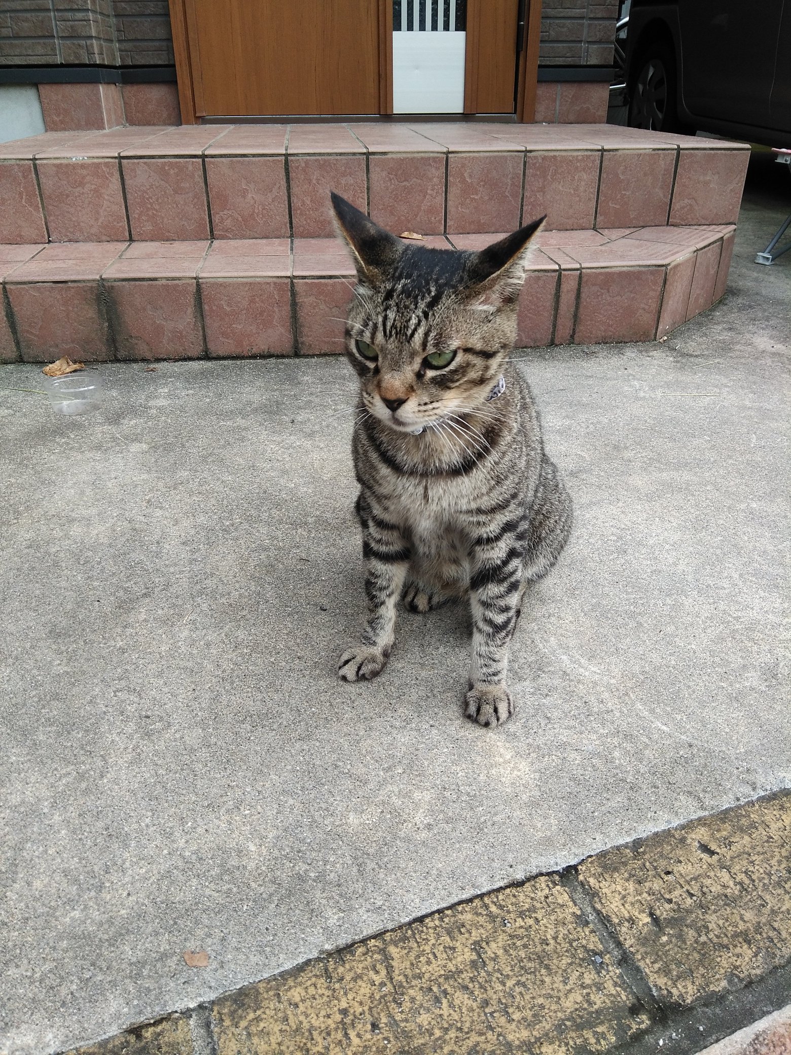 たんたん譲渡会 笑吉 Tan 2sho Kich1 Twitter