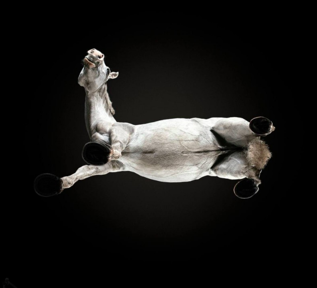 horsealot's tweet photo. #HUNDER-HORSE

À quoi ressemble un #cheval lorsqu’on l’observe du dessous ? @AndriusBurba répond en dévoilant 'Hunder-Horse'. Pour obtenir un tel angle, il a fallu creuser un trou dans le sol, sur lequel placer une vitre renforcée capable de supporter un cheval de 600 kg.

#art https://t.co/dRIA8Q68Rc