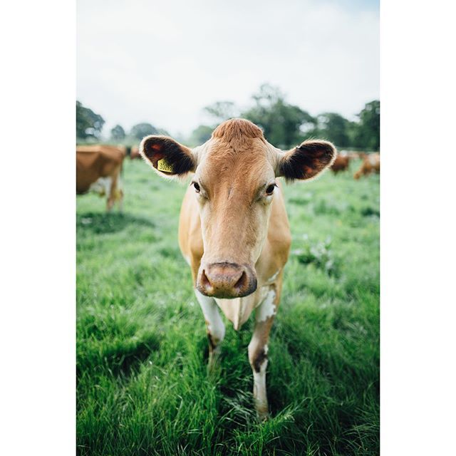 🍃 GRAZING 🍃

Another beautiful day for the girls in the Chew Valley , Somerset 👌

#chewvalley #somerset #bristol #cows #dairy ift.tt/2Y13JEr