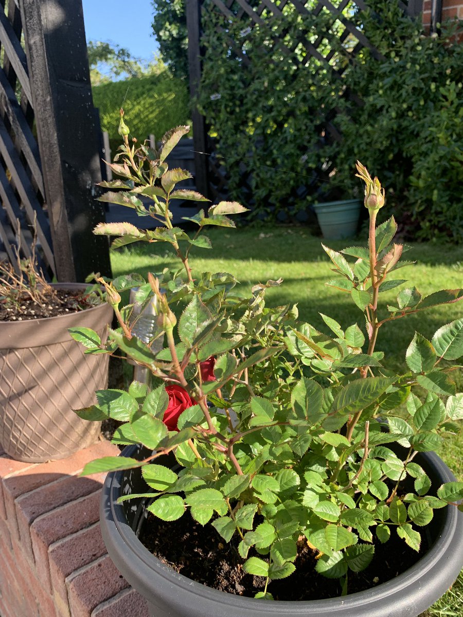 danieldaviesRPL's tweet image. This little fella had built a web across our front door this morning - now successfully relocated to another part of the garden 🕷🕸