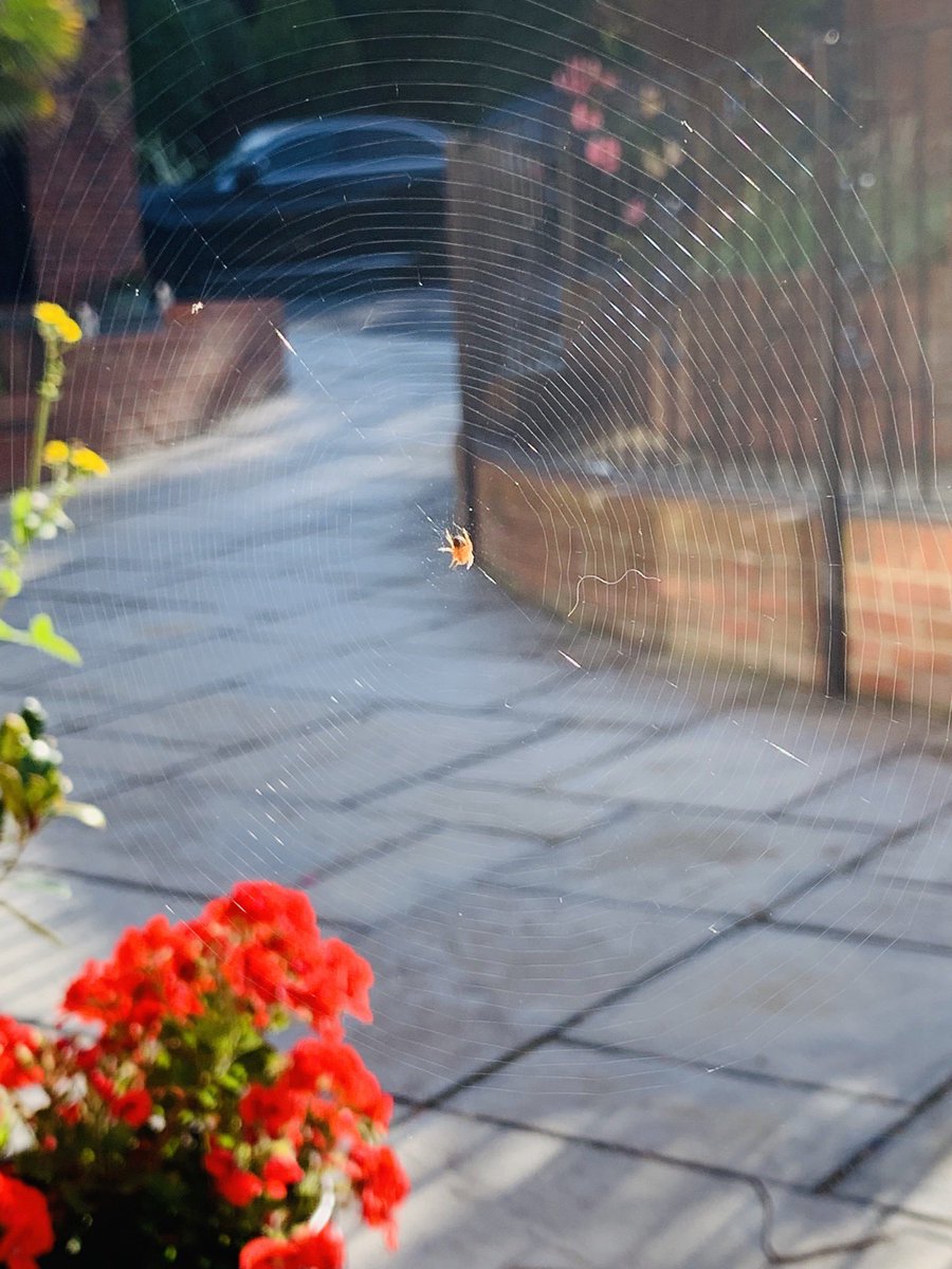 danieldaviesRPL's tweet image. This little fella had built a web across our front door this morning - now successfully relocated to another part of the garden 🕷🕸