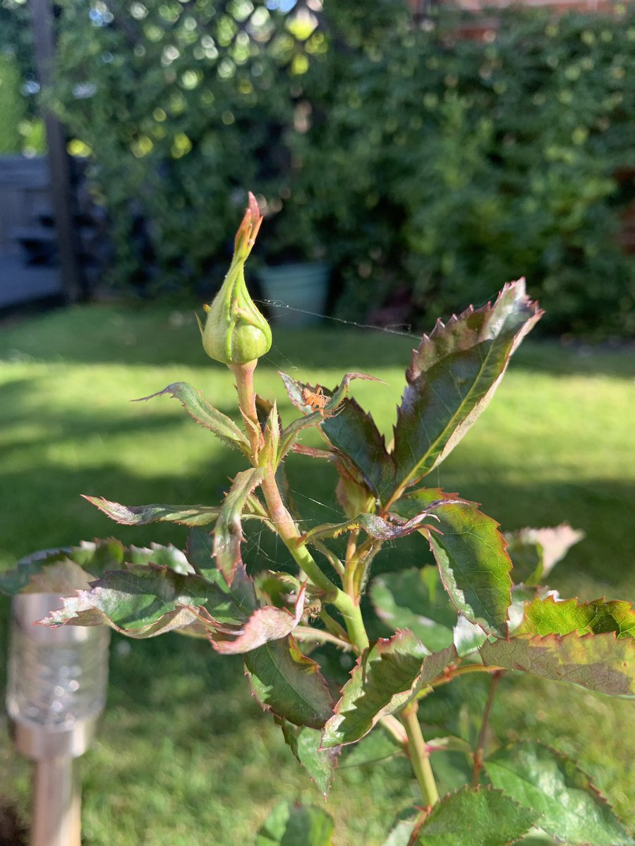 danieldaviesRPL's tweet image. This little fella had built a web across our front door this morning - now successfully relocated to another part of the garden 🕷🕸