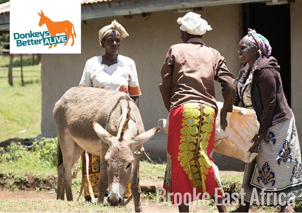 Brooke East Africa tweet media