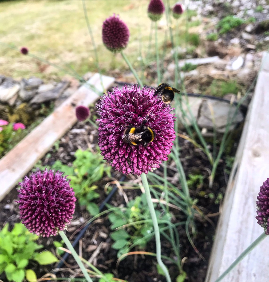 pharmabees's tweet photo. Letβs bee friends ππππ€π the bees are loving the alliums in bloom! #pharmabees #bees #letsbeefriends #cardiffuni https://t.co/HSCVlx8Lis