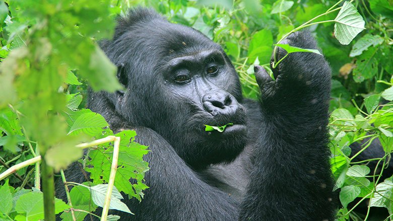 GCICUganda's tweet photo. TOURISM IN UGANDA

In Africa, Uganda Stands out for being home to more than 50% of the world’s mountain gorillas remaining population. 

#PearlOfAfrica #TourismUganda

[📸Courtesy] cc @MTWAUganda https://t.co/DqPESJWIhh