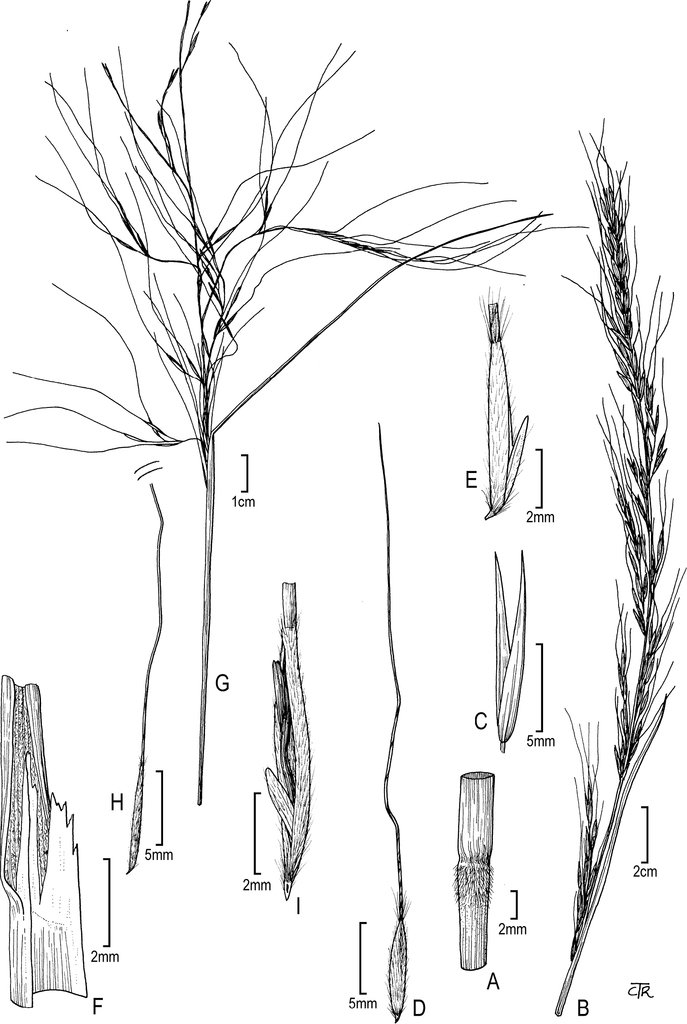 PhytoKeys's tweet photo. A key to the North American genera of #grass tribe #Stipeae, including the description of 4 new genera

Study: https://t.co/fmSl1PuQxM

#Poaceae #Pooideae #PlantScience #Taxonomy https://t.co/DVTmgfnXvl