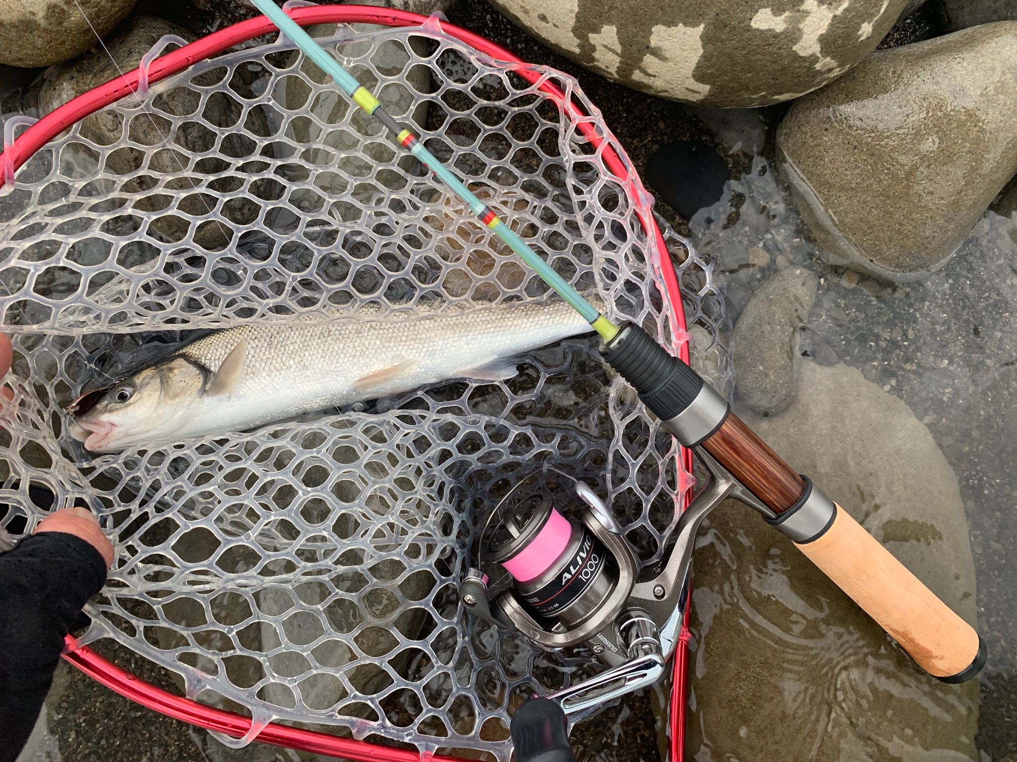 遊々 リターンライダー 早速 昨日購入したカナリア48で遊んでます ウグイ フィンチ カナリア48 アリビオ1000 T Co Aquwliqqsp Twitter