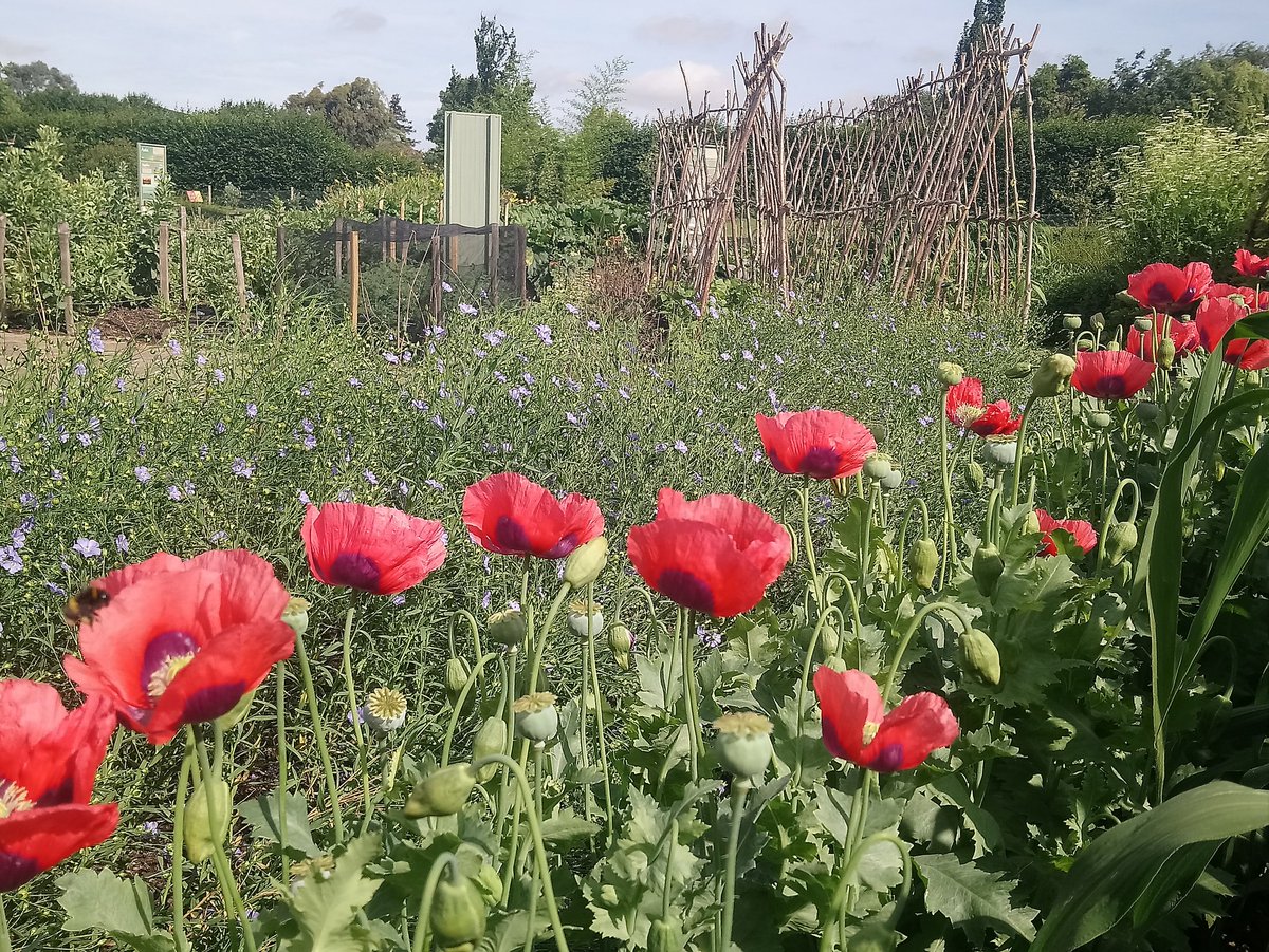 MattOliver87's tweet photo. Papaver somniferum and Linum usitatissimum looking colourful in the #GlobalGrowthVeg garden at the moment. Both grown for their seed crop and not overly difficult to process by hand #GGVG #GrowYourOwn #GYO #allotment https://t.co/Kt6OkhJbaW