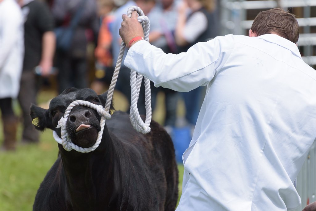 One more from <a href="/royallancsshow/">Royal Lancs Show</a> for 
#TongueOutTuesday