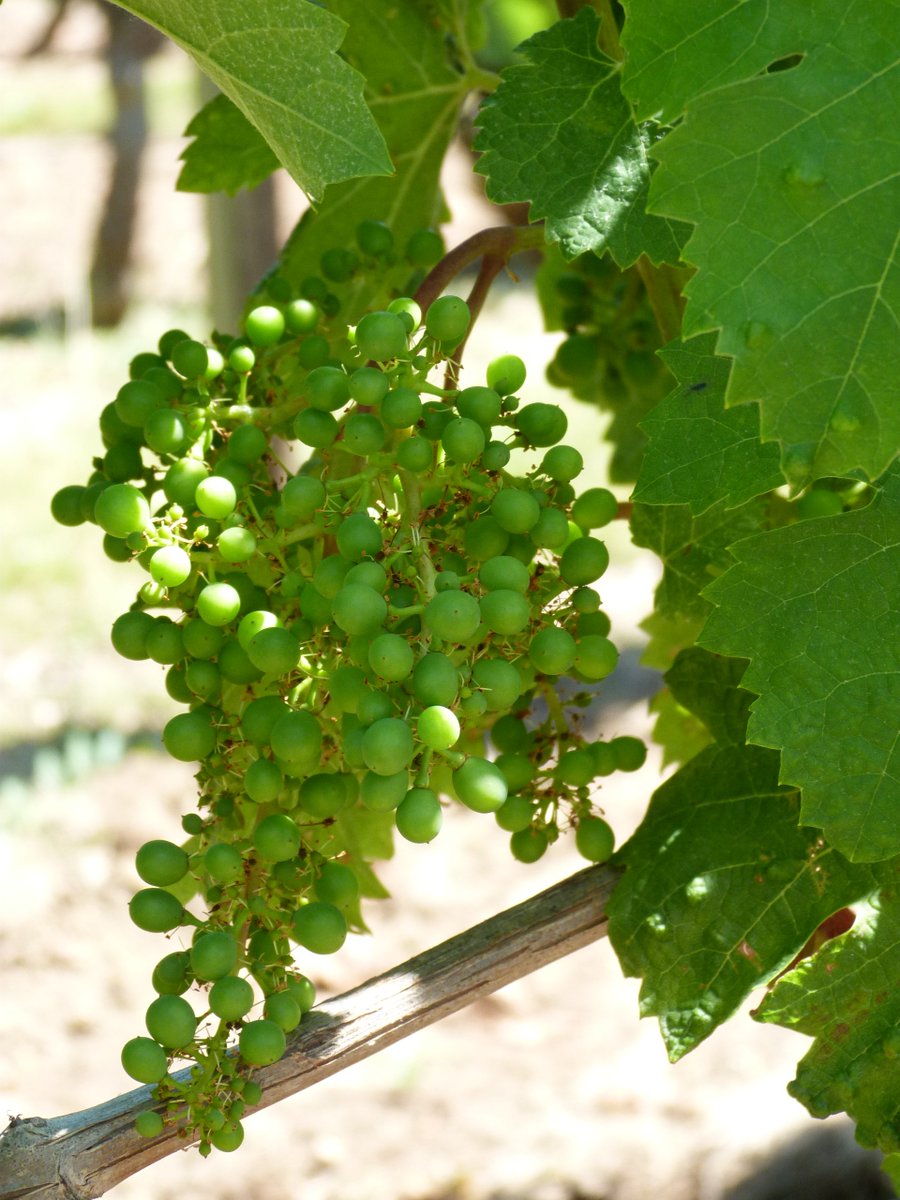 Le vignoble du Val de #Loire est très sain mais la #climatologie a gêné le fonctionnement de la #vigne aux stades sensibles de la floraison et de la nouaison. Point sur la campagne viticole #2019 bit.ly/2SBy2M6 <a href="/vinsdeloire/">Vins du Val de Loire</a> <a href="/o_leveque/">Olivier Lévêque</a> <a href="/lv_vitisphere/">Vitisphere-La Vigne</a>
